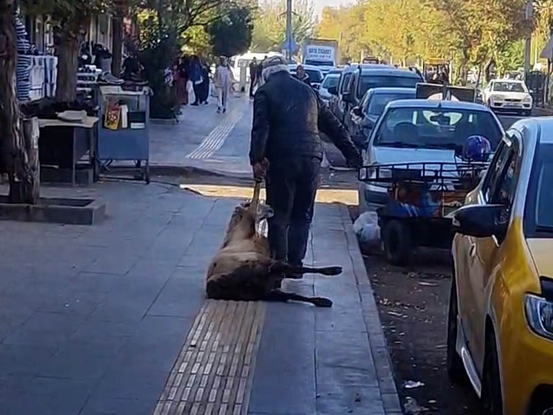 Diyarbakır’da Yürek Sızlatan Görüntü3