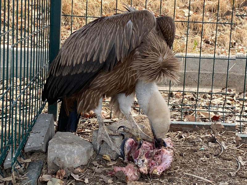 Tedavi Edilen Yaralı Kızıl Akbaba, Doğaya Bırakıldı2