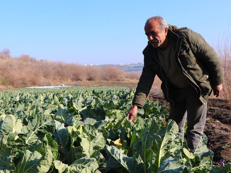 Diyarbakır’ın Ünlü Bahçesinde Geleneksel Tarım Yok Oluyor3