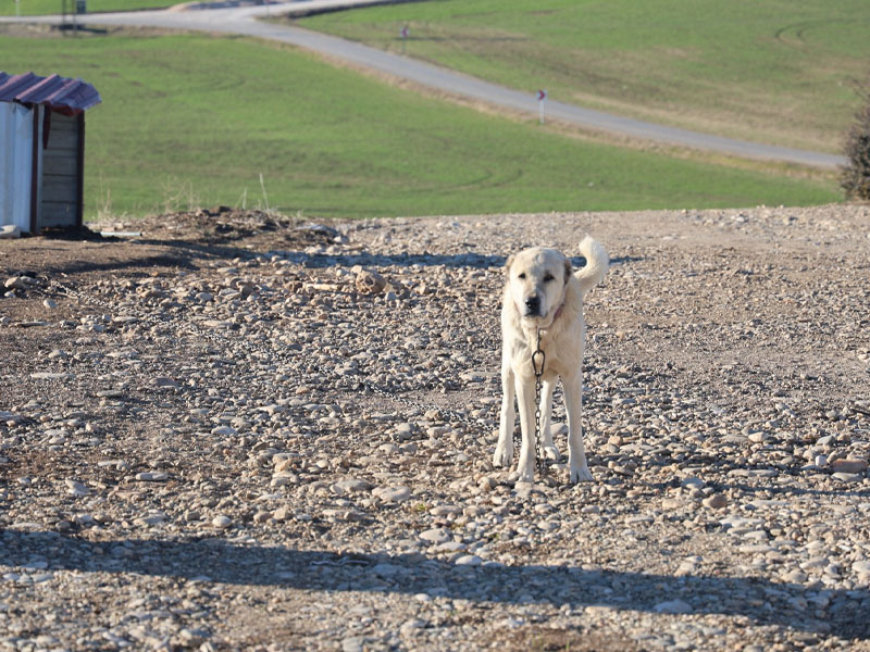 Sokak Köpeği6