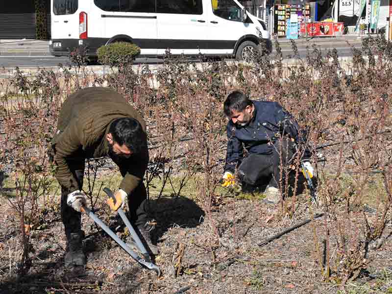 Diyarbakır’ın Bağlar Ilçesi Baharı Güllerle Karşılayacak 2