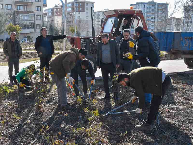 Diyarbakır’ın Bağlar Ilçesi Baharı Güllerle Karşılayacak 3