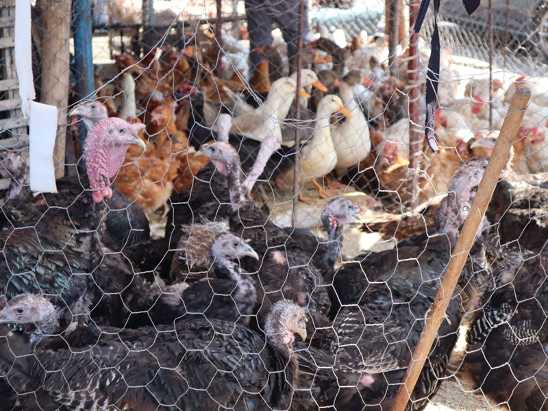 Diyarbakır'ın Canlı Tavuk Pazarı’na Zam Ateşi Düştü!3