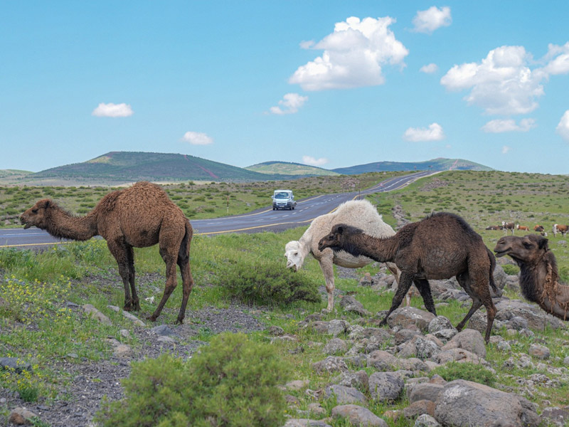 Diyarbakır Şanlıurfa Arasında Tabela Tal3