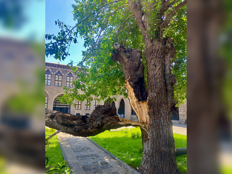 Diyarbakır'da Asırlık Ağaç Fırtınaya Yenik Düştü2