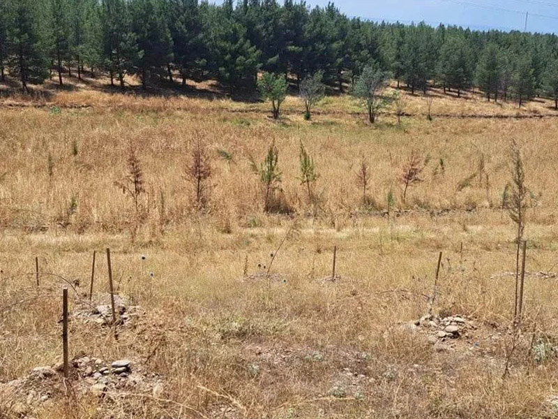 Diyarbakır’ın Fidan Mezarlığı!2