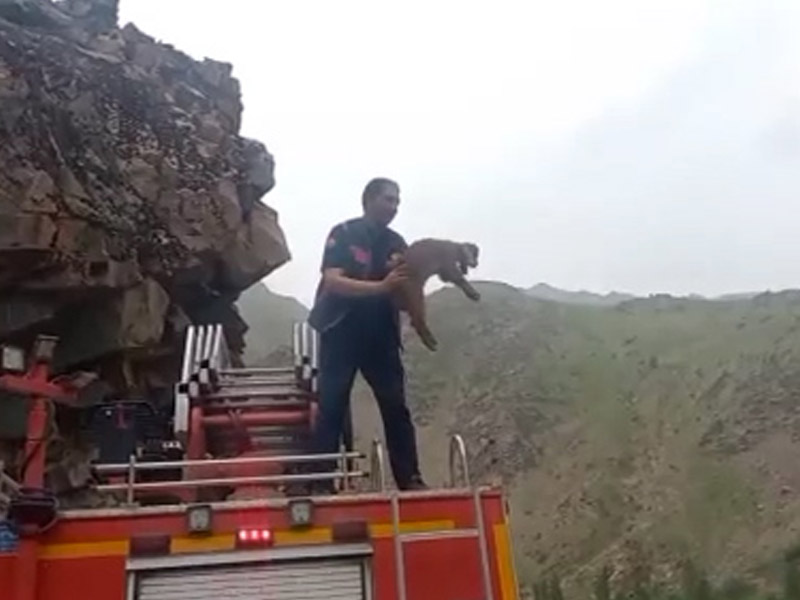 Hakkari’de Kayalıklarda Mahsur Kalan Keçi Yavrusu Kurtarıldı1