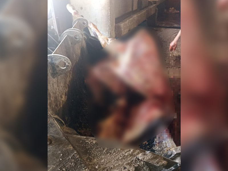 Kebabın Başkentinde Skandal! 2,5 Ton At Eti Ele Geçirildi, 4 At Kurtarıldı
