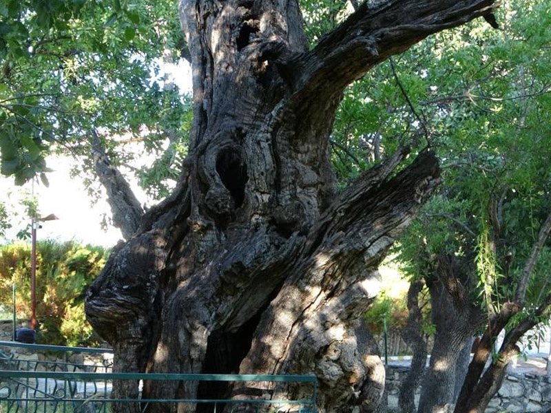 800 Yıllık ‘Menengiç Ağacı’ Zamana Direniyor