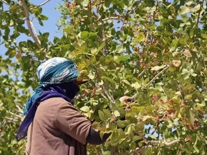 Diyarbakır, Kaliforniya’ya Rakip Oluyor3