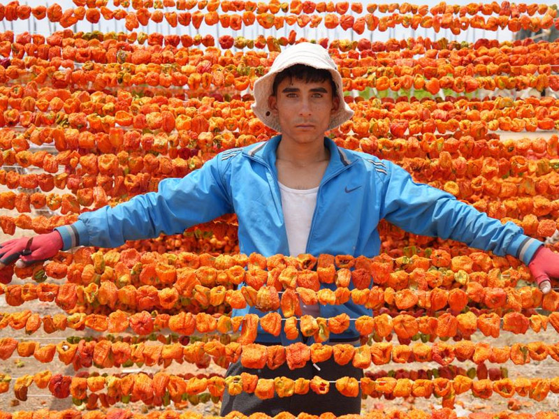 Sezon Başladı, Kurutmalıklar Güneşe Asıldı!3