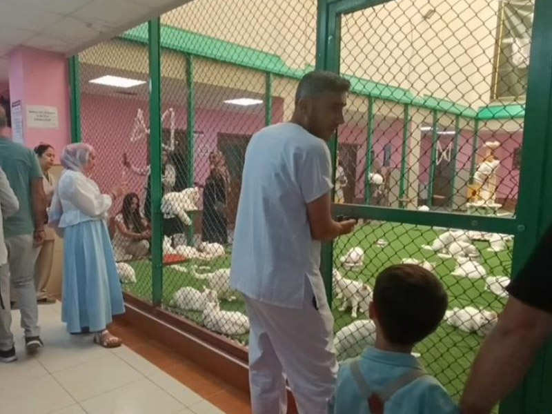 Van Kedileri Ziyaretçilerin Gözdesi Oldu1