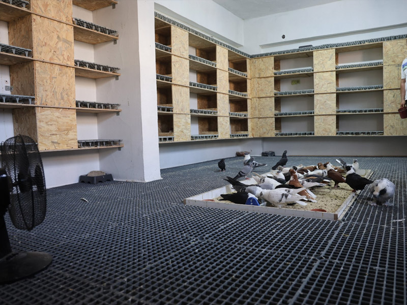 Diyarbakır’da Güvercinlere 5 Yıldızlı Otel Konforunda Hizmet3