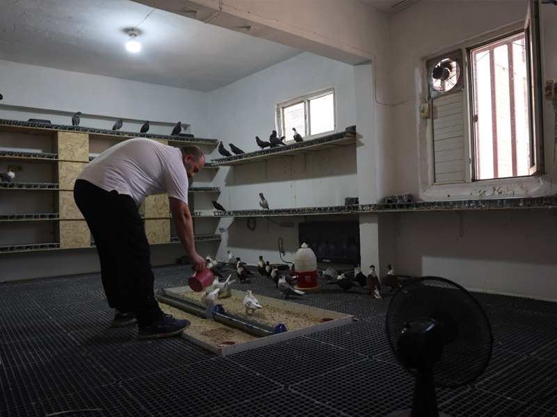 Diyarbakır’da Güvercinlere 5 Yıldızlı Otel Konforunda Hizmet4