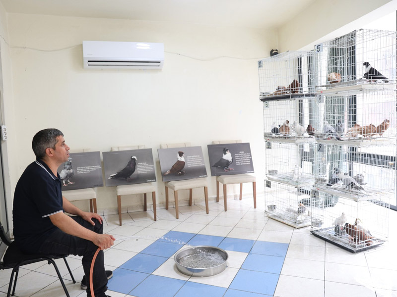 Diyarbakır’da Güvercinlere 5 Yıldızlı Otel Konforunda Hizmet5