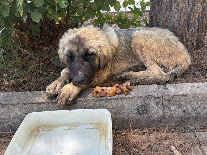 Diyarbakır’da Hayvan Hakları Savunucularından Kritik Çağrı2