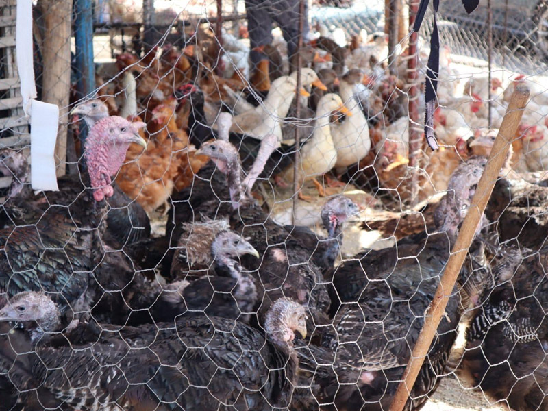 Diyarbakır’da Şap Salgınından Sonra Büyük Ilgi Gören Pazar2