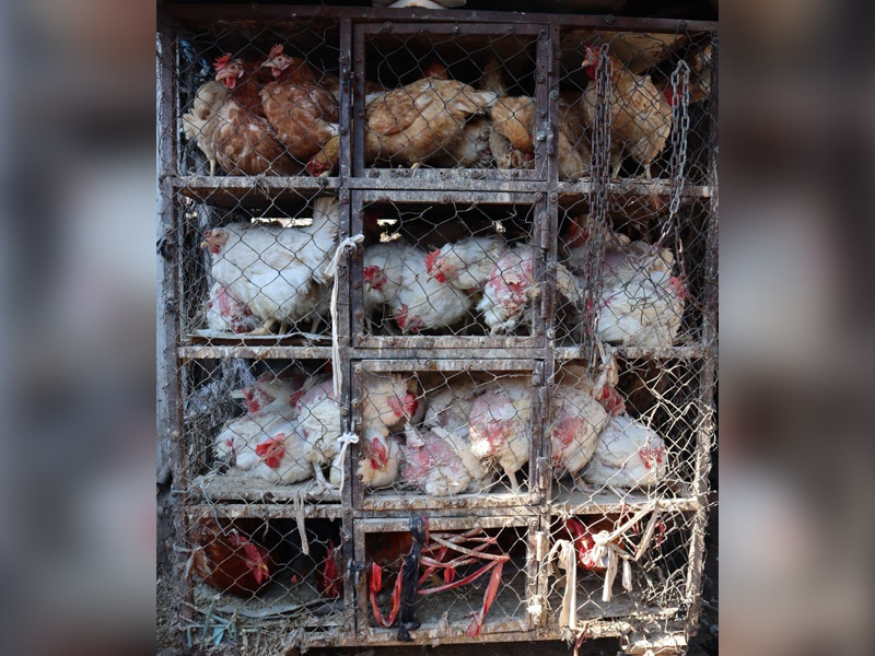 Diyarbakır’da Şap Salgınından Sonra Büyük Ilgi Gören Pazar3