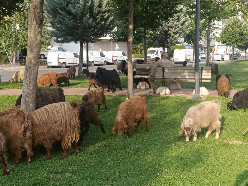 Diyarbakır’ın En Lüks Ilçesinde Parklar Otlak Alanına Döndü2
