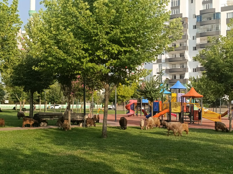 Diyarbakır’ın En Lüks Ilçesinde Parklar Otlak Alanına Döndü3