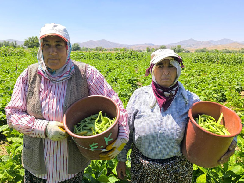 Fasulye Hasadı Başladı, Kilogramı 15 20 Tl1