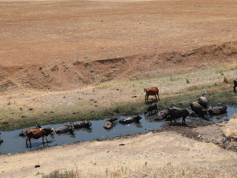 Yer Diyarbakır, Görüntü Afrika!2