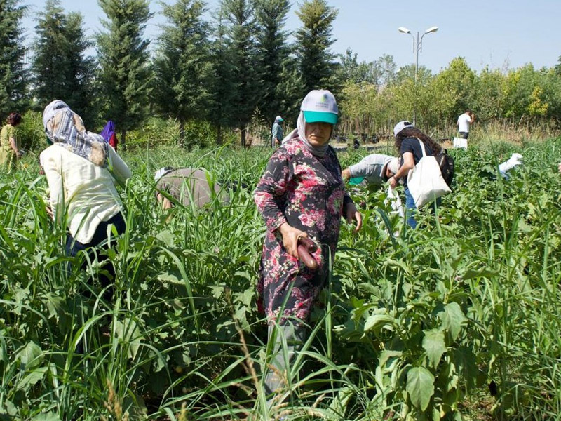 Dem Partili Eş Başkan Kurutmalık Patlıcan Için Kolları Sıvadı1