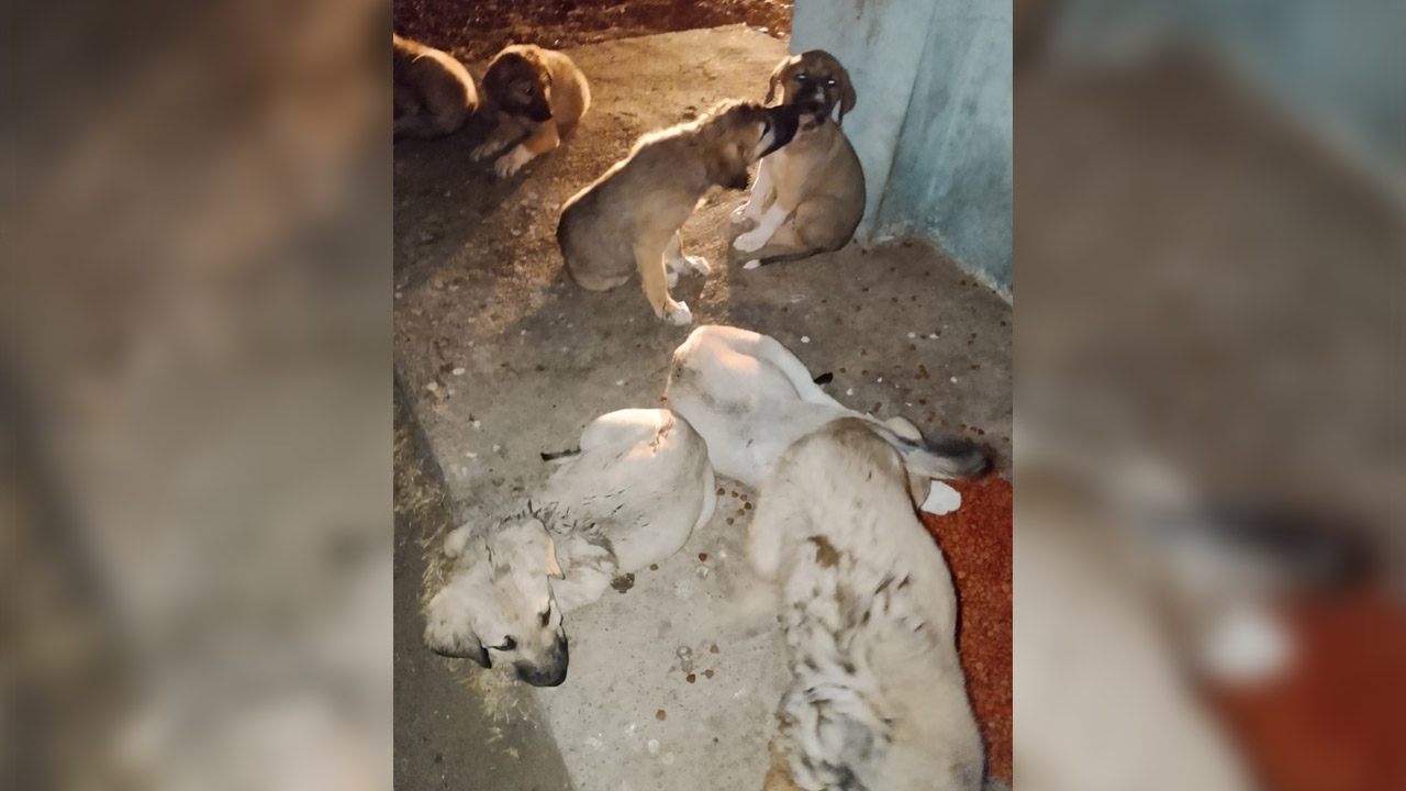 Diyarbakır’da Barınak Sorunu Büyüyor2