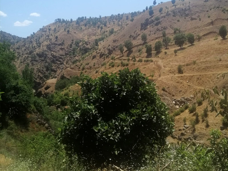 Diyarbakır’da Doğa Için “Ekolojik Köy Ormanı” Projesi3