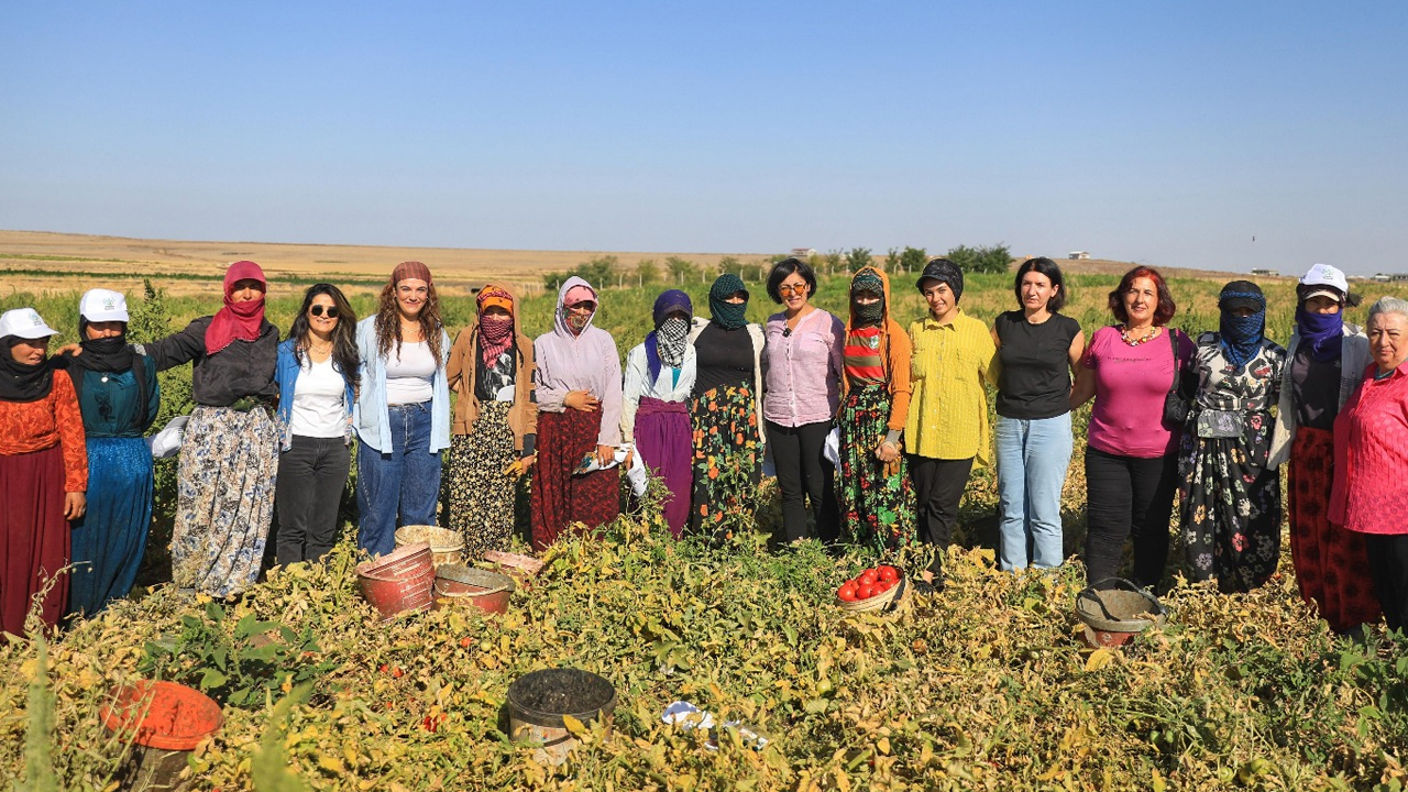 Eşbaşkanı Sincar, Tarlada Domates Topladı
