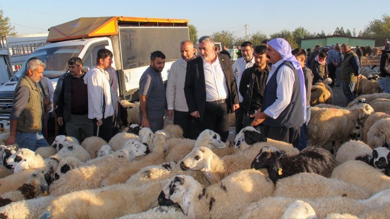 Diyarbakir Hayvan Pazari 1