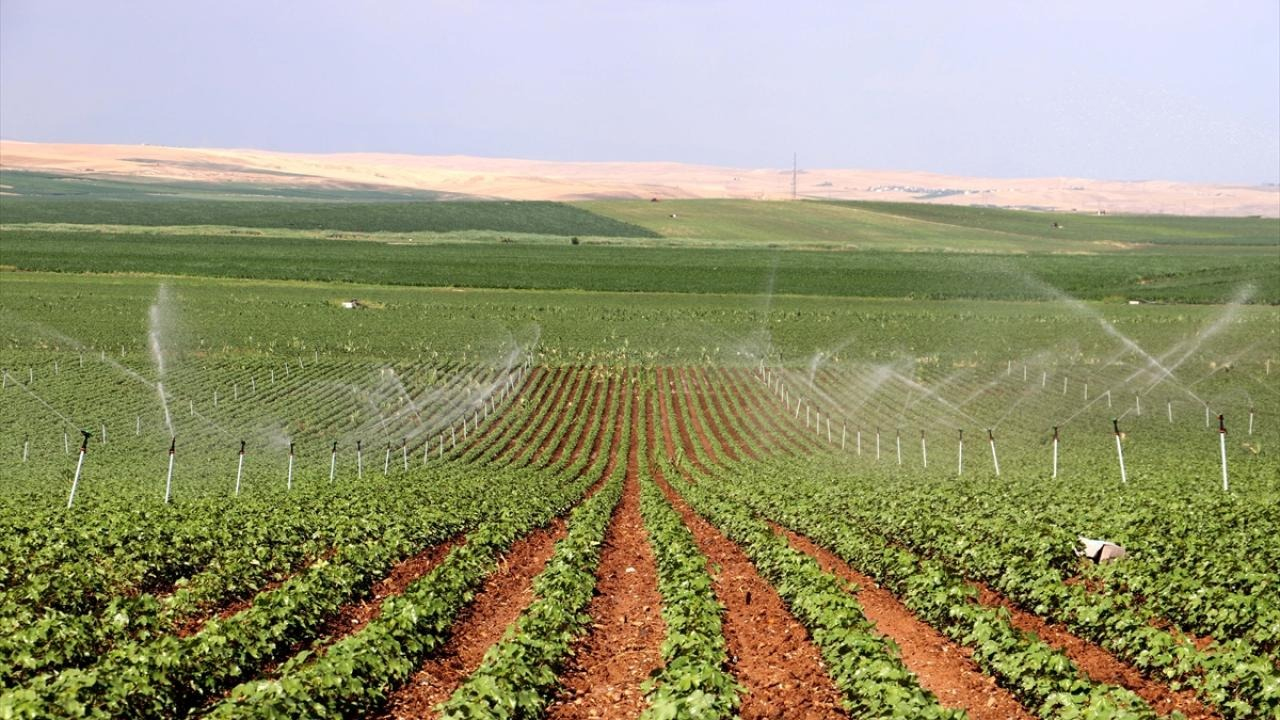 Diyarbakır Lice’de Mahkeme Kararıyla Tarım Arazisi Satılığa Çıkarıldı