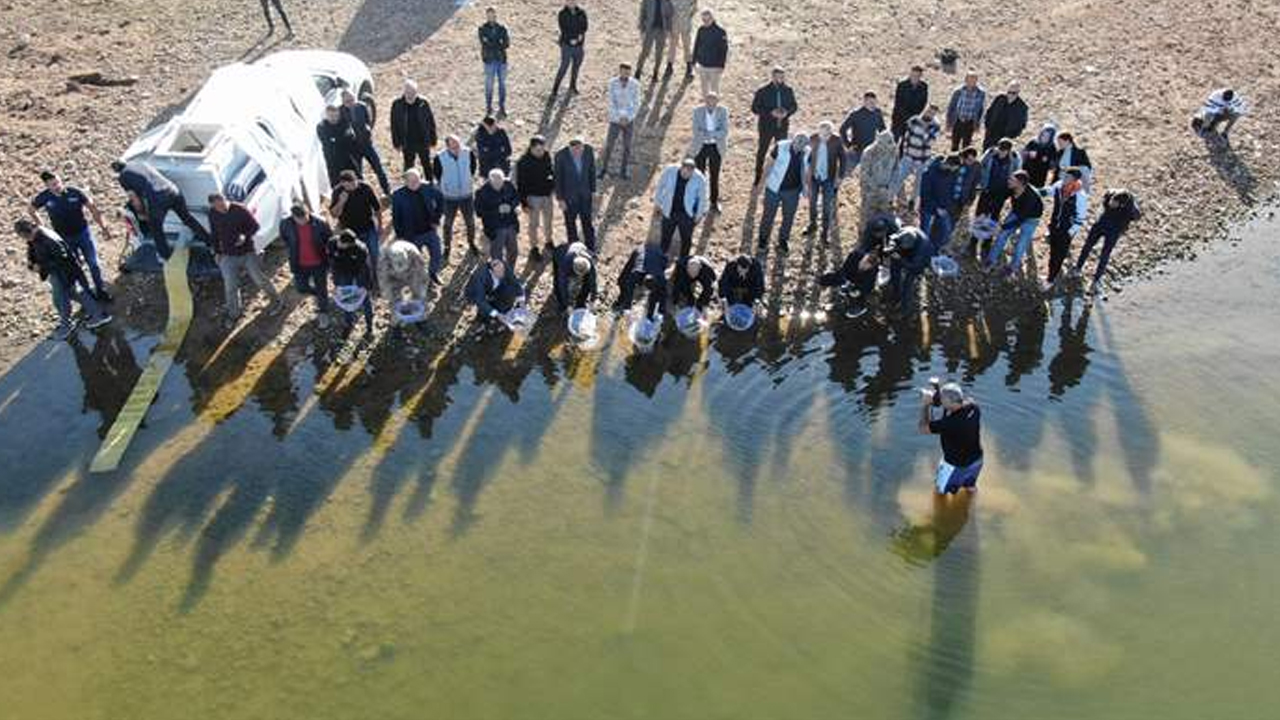 Diyarbakır'da Baraj Ve Göletlere 14 Milyon Balık Yavrusu Bırakıldı