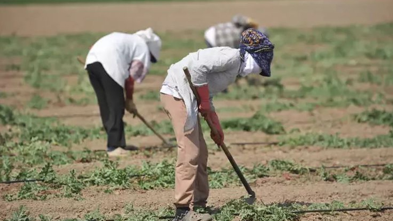 Diyarbakır'da Çiftçilere Uzman Uyarısı, Bunu Sakın Yapmayın! 1