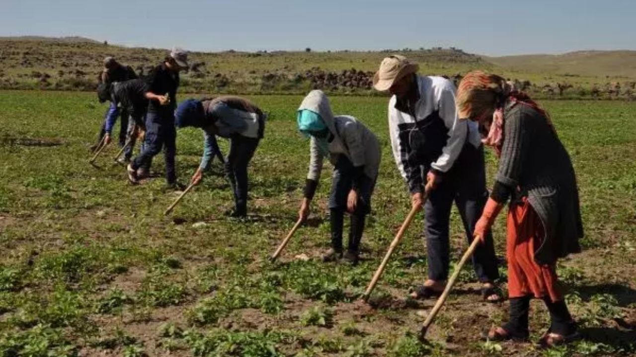 Diyarbakır'da Çiftçilere Uzman Uyarısı, Bunu Sakın Yapmayın! 2