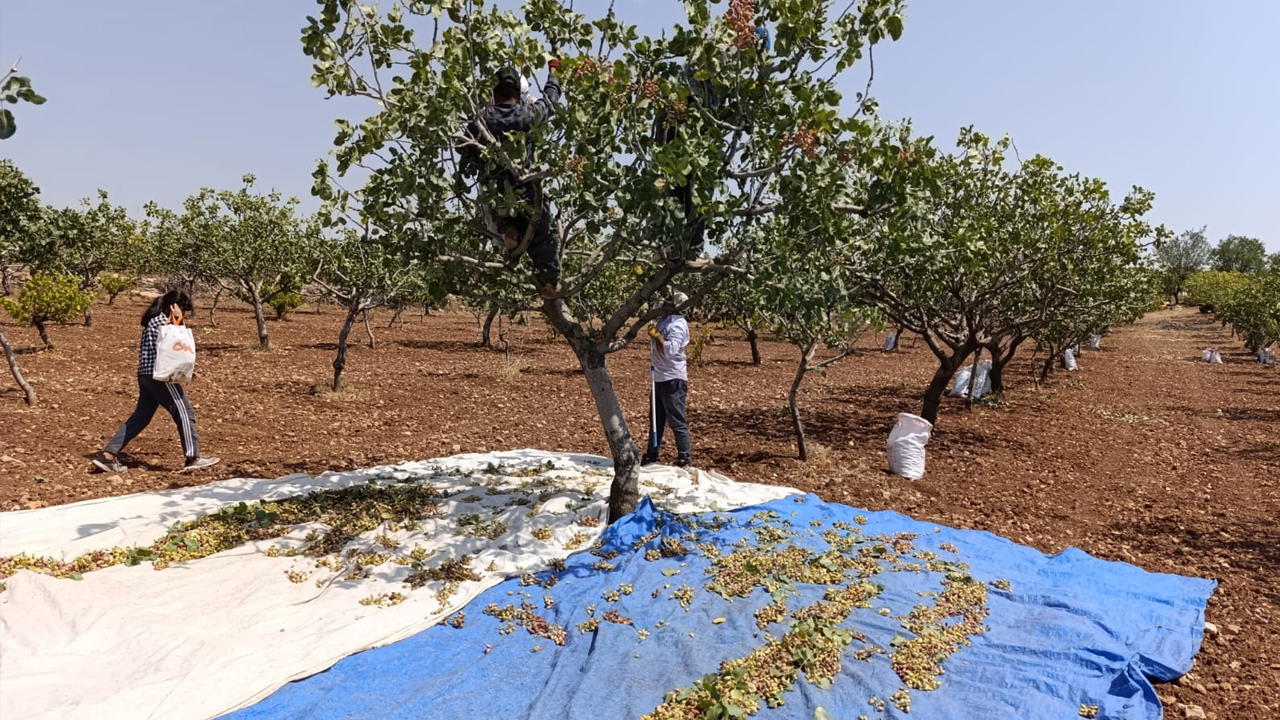 Siirt’te Çiftçiye Fıstık Şoku!3