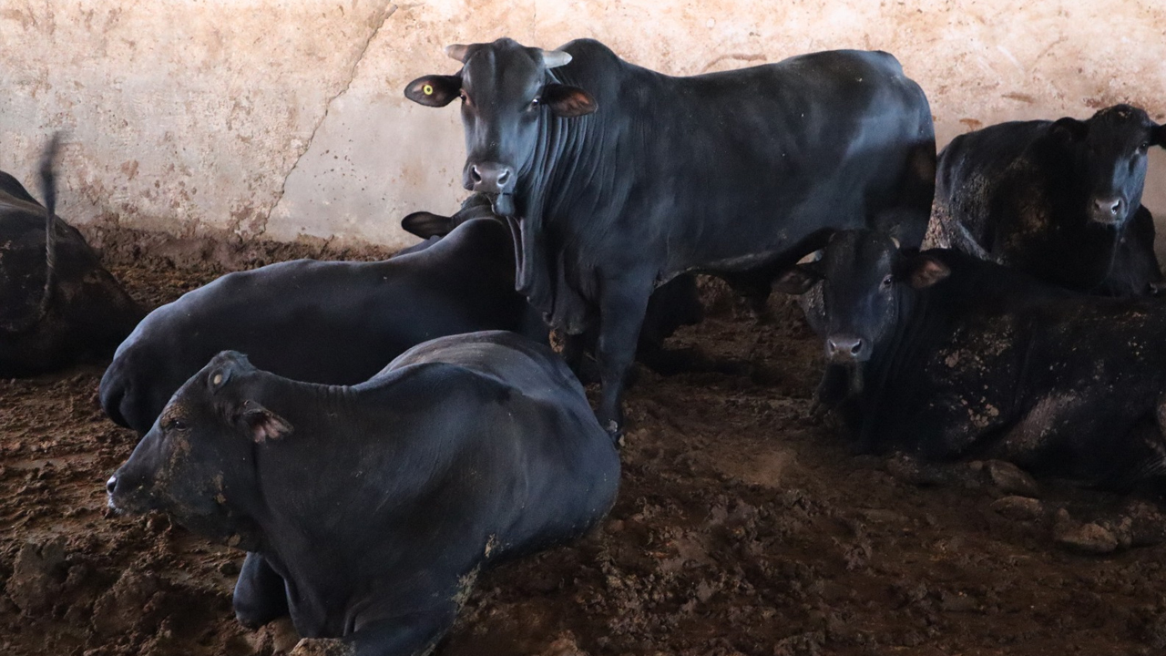 Diyarbakır’a Aşı Gelmedi, Salgın Kontrolden Çıktı!5