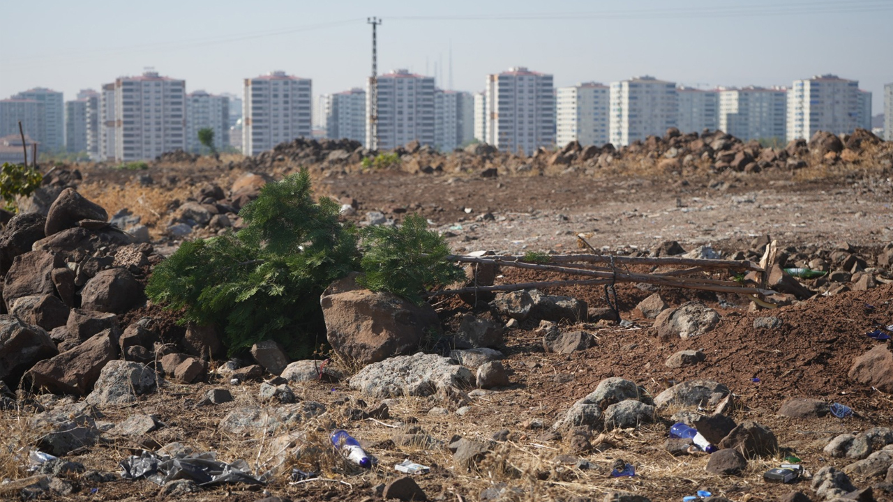 Diyarbakır’da Ağaç Katliamı!2