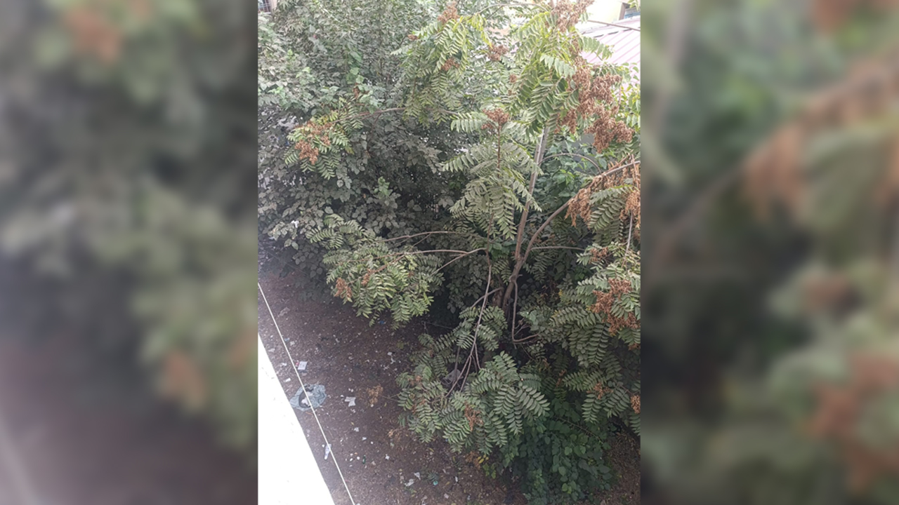Diyarbakır’da Ağaçlar Çöp Açtı!2