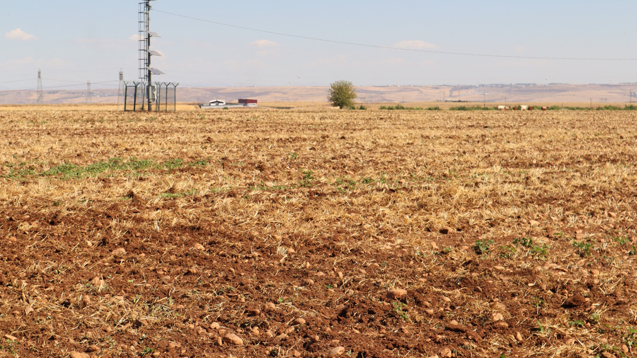 Diyarbakır'da Çiftçinin Alın Teri Tarlada Kurudu
