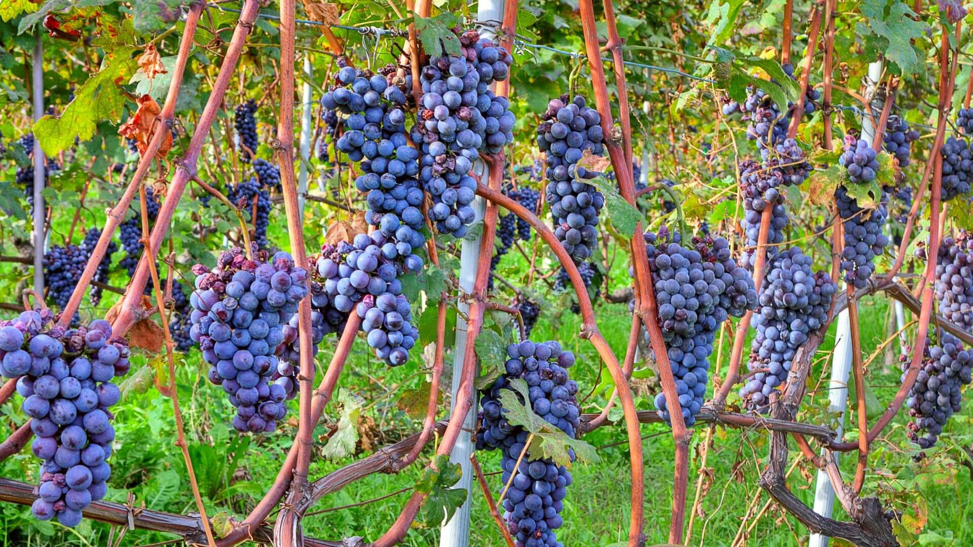 Diyarbakır’da Yetişiyor, Dünyada Eşi Yok Bu Mor Hazine Şifa Saçıyor!