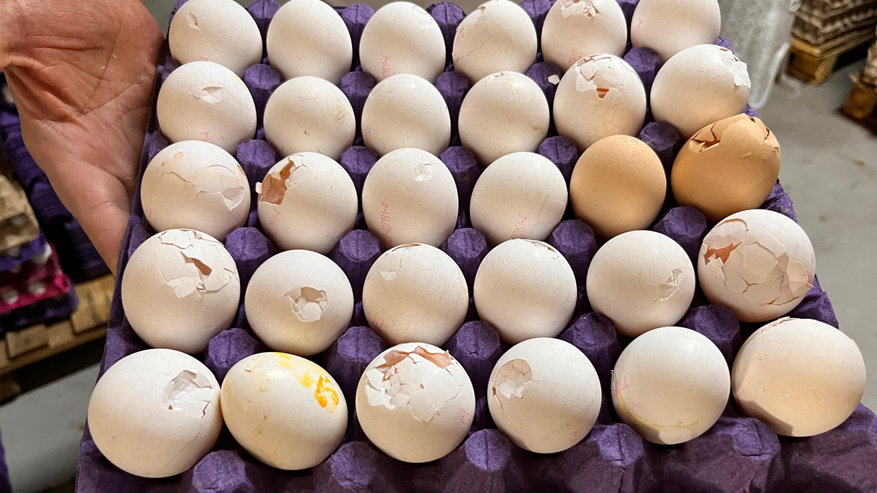 Diyarbakır'da Yoksulun Tercih Ettiği Kırık Yumurtada Büyük Tehlike!2