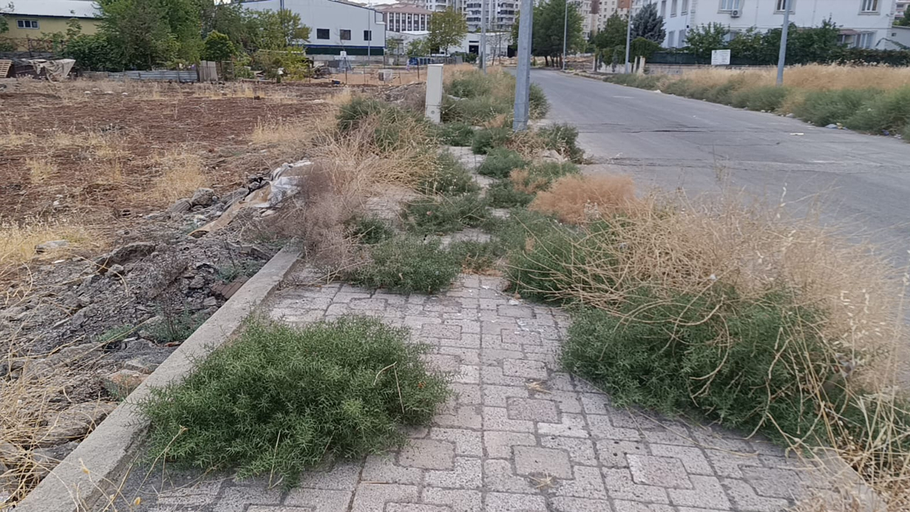 Diyarbakır’ın Göbeğinde Dikenli Otlar Kaldırımları Yuttu!