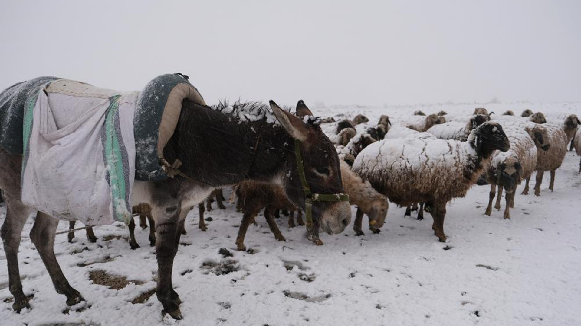 Göçerler Hayvanlarıyla, Yaylada Kara Yakalandı
