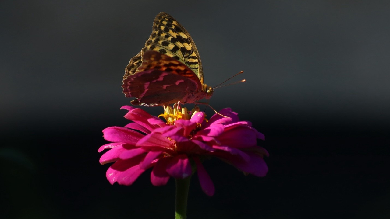 Kelebeklerin Çiçeklerle Buluşmasında Görsel Şölen