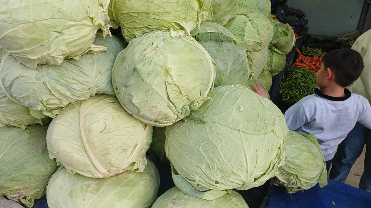 Muş Lahanaları Diyarbakır'da Görücüye Çıktı