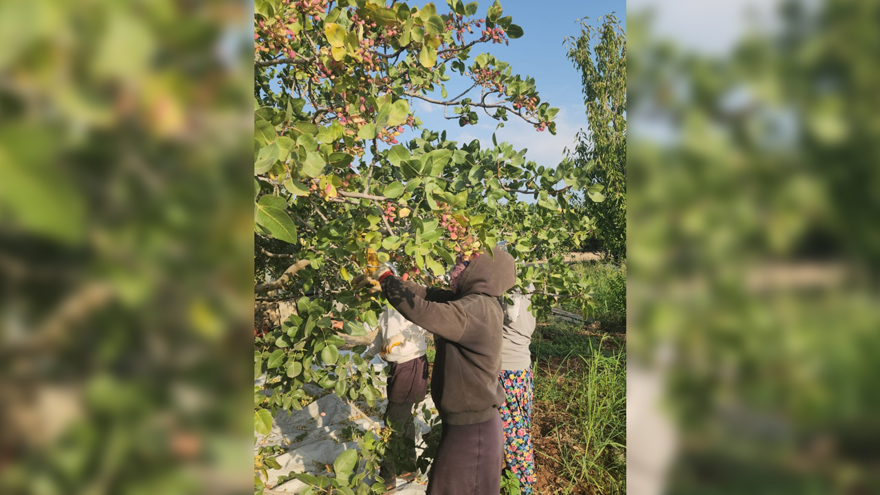 Diyarbakır 'Yeşil' Altında Kar Etti2