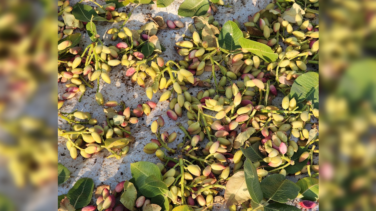 Diyarbakır 'Yeşil' Altında Kar Etti3