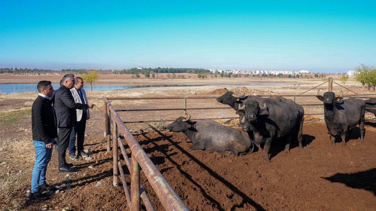 Diyarbakır'da Embriyo Transferi2