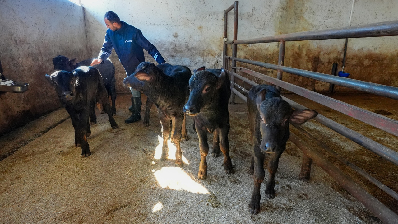 Diyarbakır'da Embriyo Transferi3